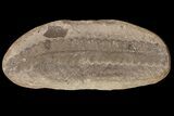 Pecopteris Fern Fossil (Pos/Neg) - Mazon Creek #87705-2